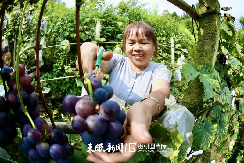 787237-2024年8月15日，在都勻市小圍寨街道沙井街村海咬葡萄種植基地，村民楊云正在自家種植地里采摘葡萄。.jpg