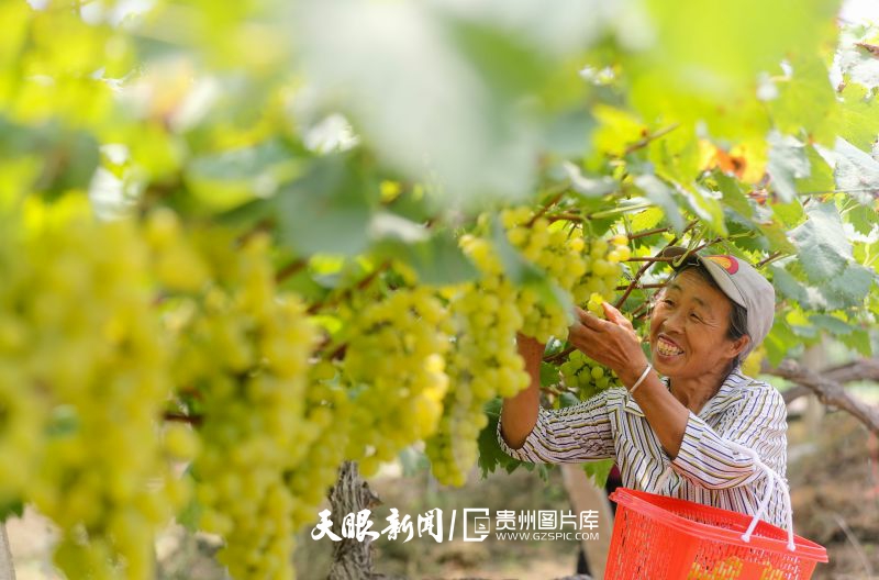 787233-2024年8月15日，果農(nóng)在貴州省開(kāi)陽(yáng)縣南江鄉(xiāng)龍廣村生態(tài)葡萄種植基地里采摘葡萄。.jpg