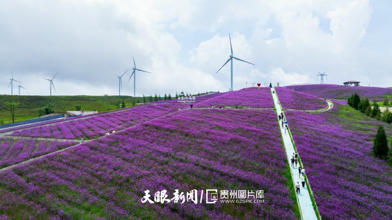 786771-云頂花海，成片的紫色鮮花爭(zhēng)相綻放，美不勝收。.jpg