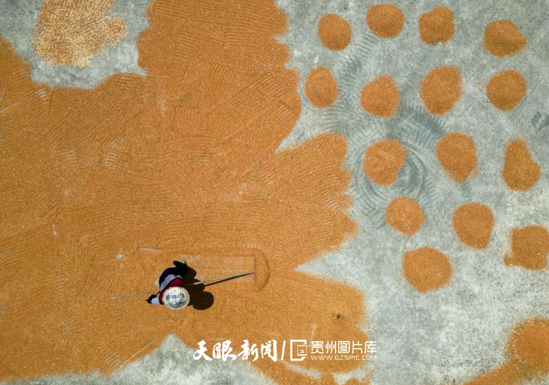 786465-8月13日，在貴州省遵義市余慶縣龍家鎮(zhèn)新坪村，農(nóng)民正在晾曬高粱。（無(wú)人機(jī)照片）.jpg