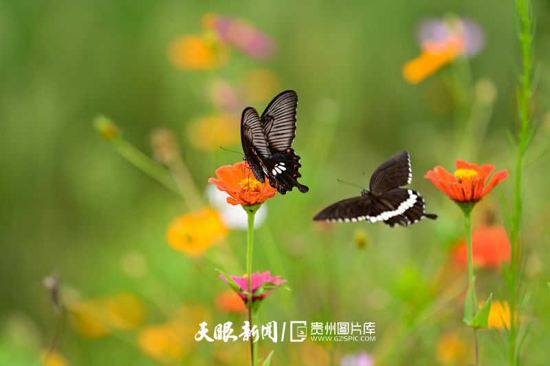 786086-2024年8月11日，在黔西市錦星鎮(zhèn)洪福村一處花叢中，一群蝴蝶翩翩起舞相互追逐嬉戲歇息，構(gòu)成了一幅夏日美景。.jpg